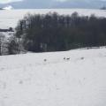 Tiens ! Des chevreuils !