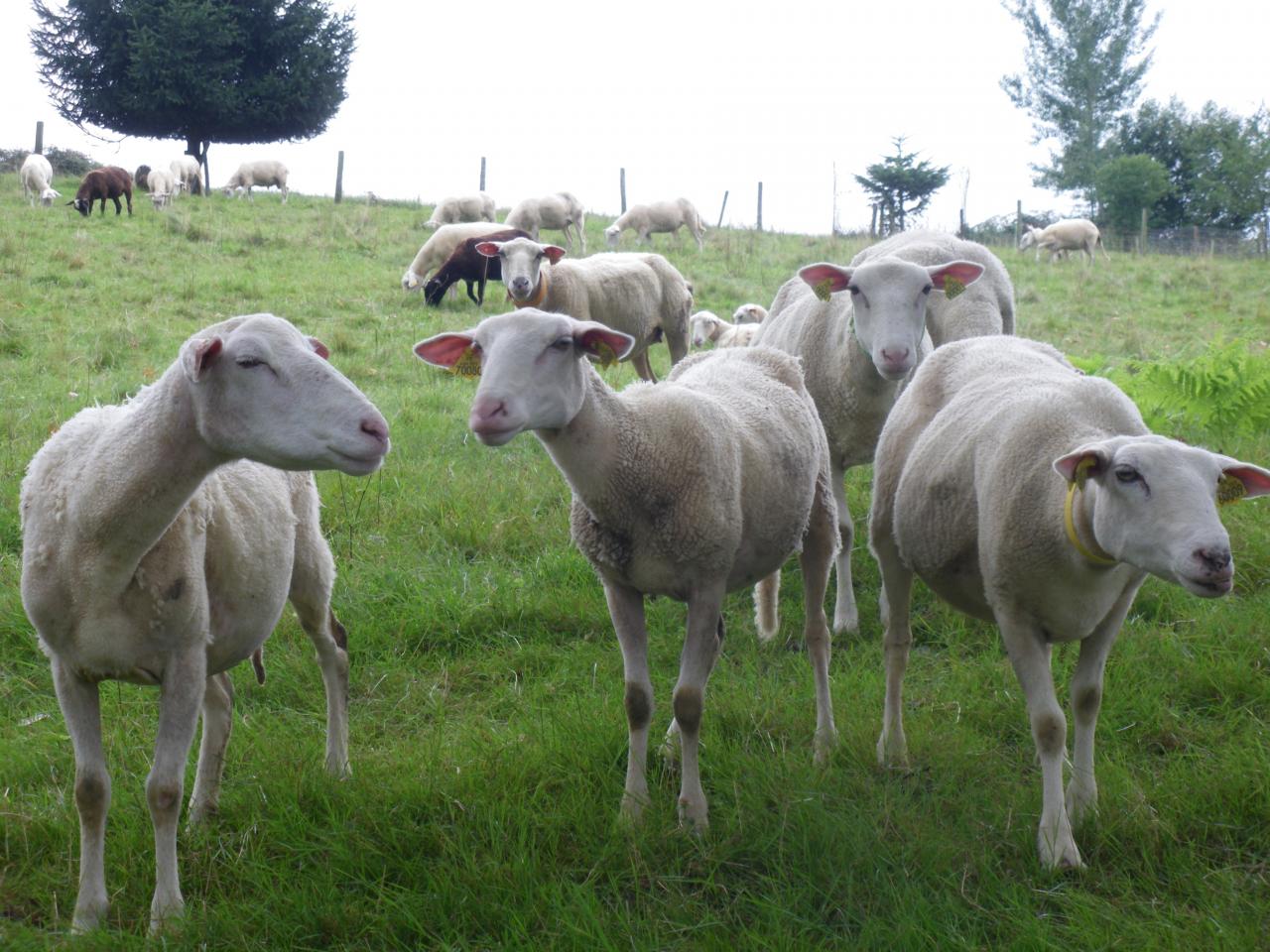 zone pastorale