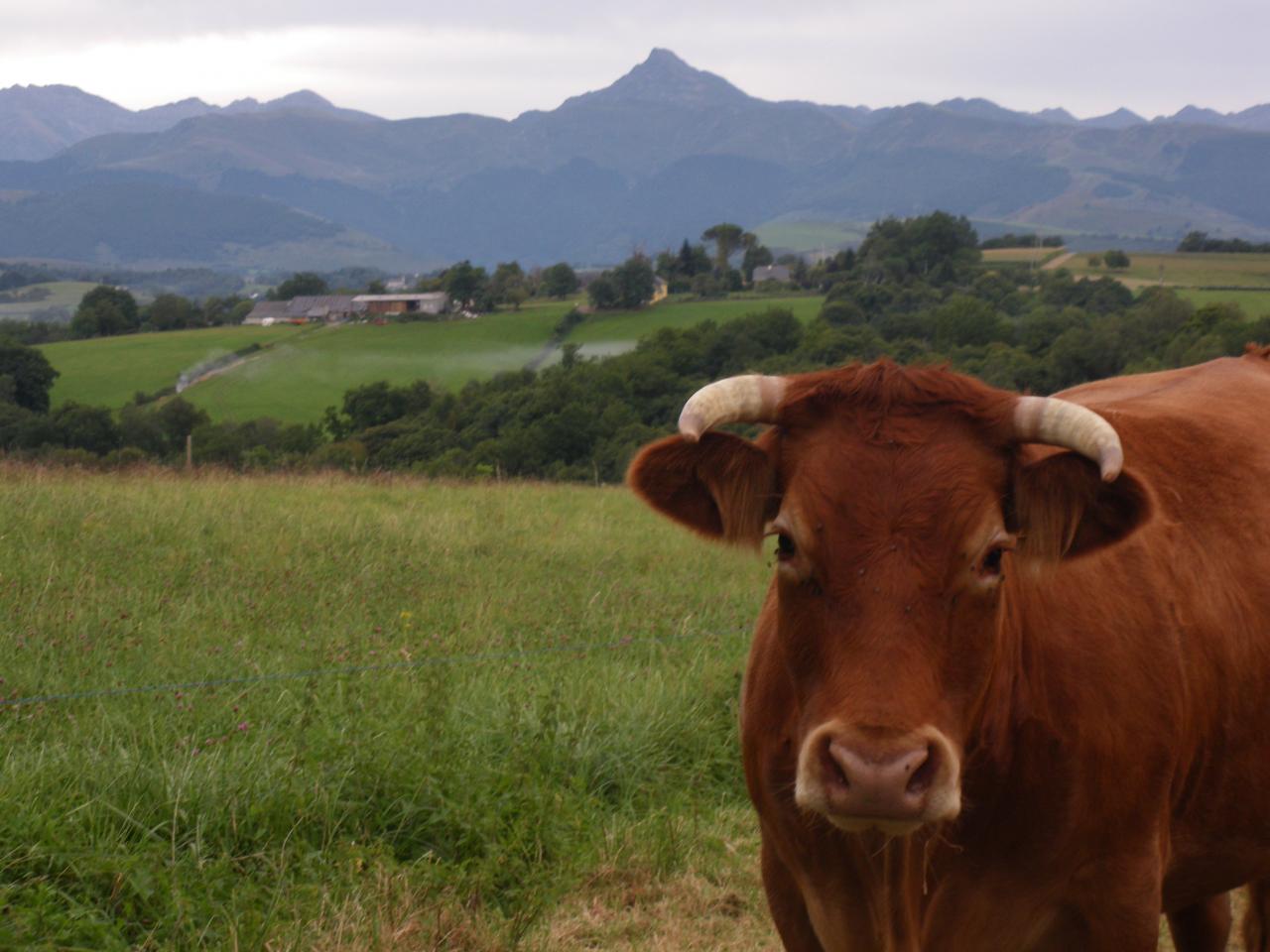couvées, cochons, veaux, VACHES !